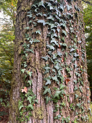 Jardim - Lago - Floresta para venda em Garnich
