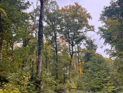 Jardim - Lago - Floresta para venda em Garnich