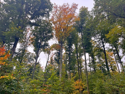 Jardim - Lago - Floresta para venda em Garnich