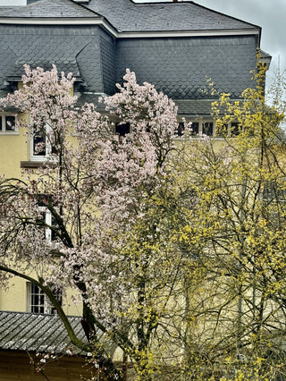 Apartment with 1 bedroom(s) to rent in Luxembourg-Belair