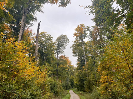 Garden - Pond - Forest to sell in Garnich
